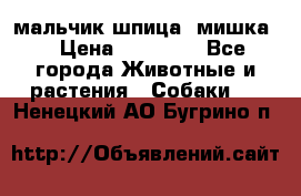 мальчик шпица (мишка) › Цена ­ 55 000 - Все города Животные и растения » Собаки   . Ненецкий АО,Бугрино п.